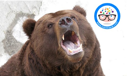 Dünyanın en vahşi hayvanları03