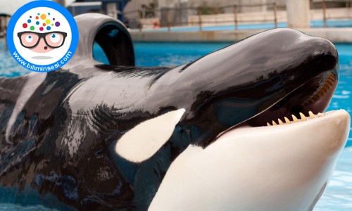 Dünyanın en vahşi hayvanları04