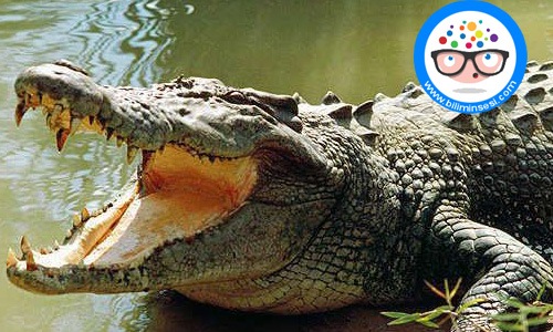 Dünyanın en vahşi hayvanları05