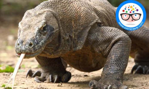 Dünyanın en vahşi hayvanları06