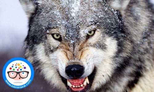 Dünyanın en vahşi hayvanları07