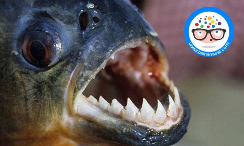 Dünyanın en vahşi hayvanları08