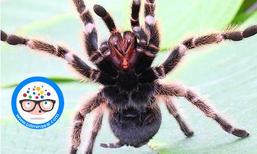 Dünyanın en vahşi hayvanları10