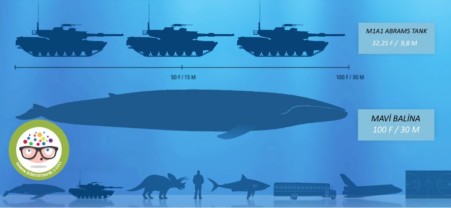 dunyanın en buyuk hayvanlari001