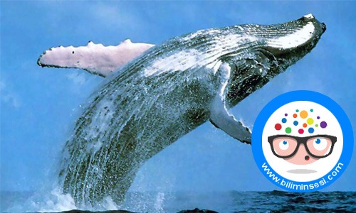 dunyanın en buyuk hayvanlari01