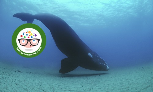 dunyanın en buyuk hayvanlari02