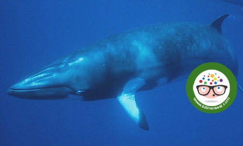 dunyanın en buyuk hayvanlari04