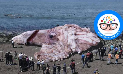 dunyanın en buyuk hayvanlari05