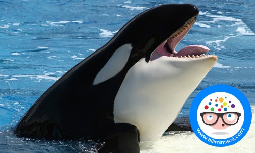 dunyanın en buyuk hayvanlari06