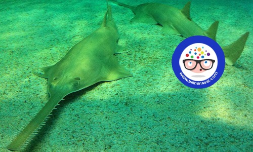 dunyanın en buyuk hayvanlari07