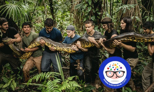 dunyanın en buyuk hayvanlari08