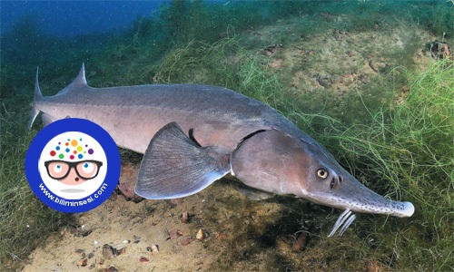 dunyanın en buyuk hayvanlari09