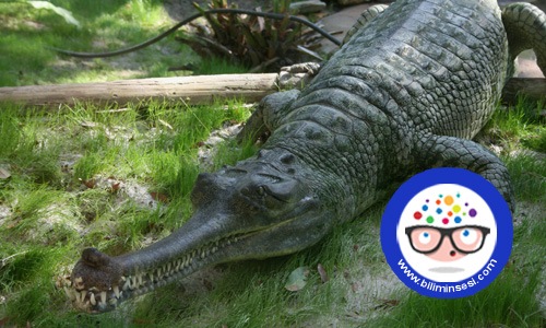 dunyanın en buyuk hayvanlari10