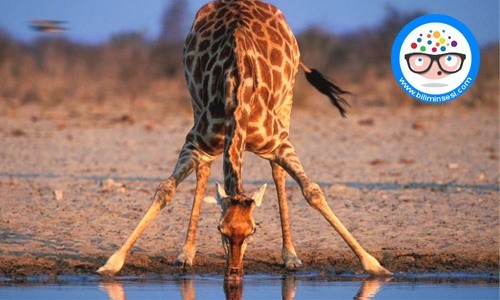 Zürafa nasıl bir hayvandır