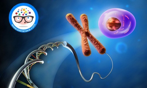 bebeğin cinsiyeti nasıl anlaşılır