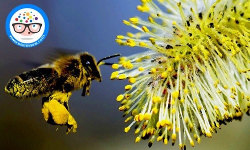 polenin faydaları