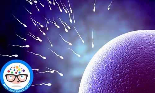 spermlerin vajinadan dışarı akması gebeliği engeller mi