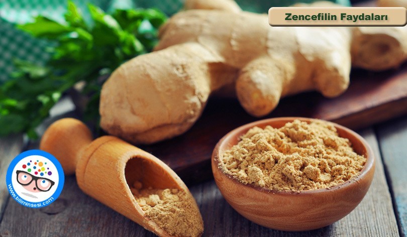 Zencefilin Faydaları