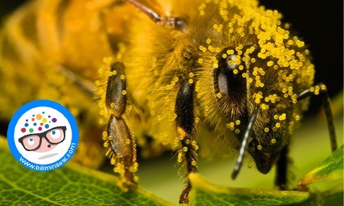 ari sutu ve ari poleni arasindaki fark01