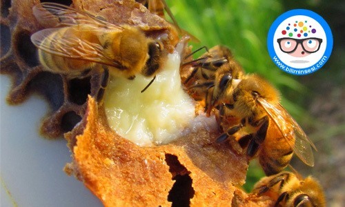 ari sutu ve ari poleni arasindaki fark02