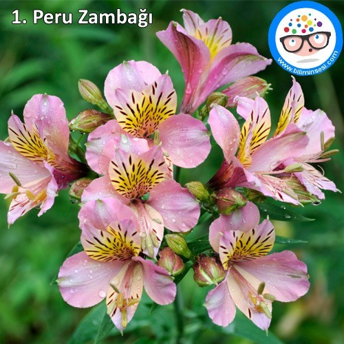 Peru zambağı-çiçek anlamları