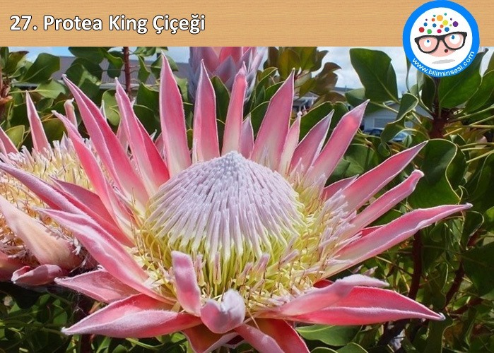 protea king-çiçek anlamları