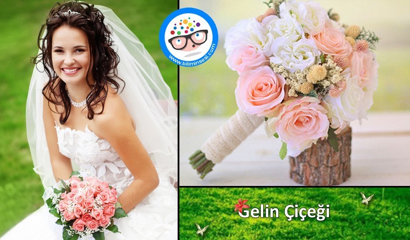 gelin çiçeği