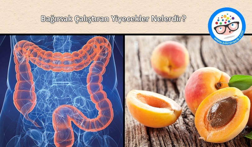 Bağırsak Çalıştıran Yiyecekler Nelerdir
