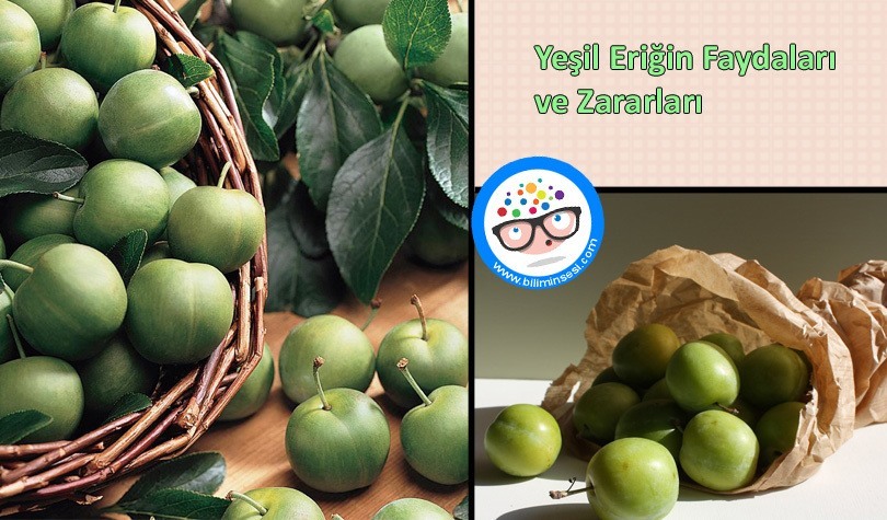 Yeşil Eriğin Faydaları ve Zararları