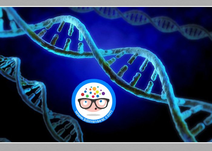 DNA’nin Elektronik Olarak İncelenmesi
