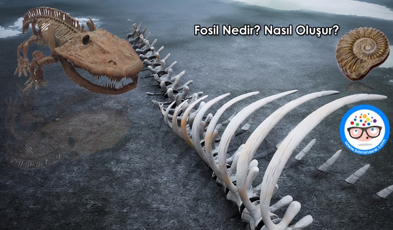 Fosil-Nedir-Nasil-Olusur