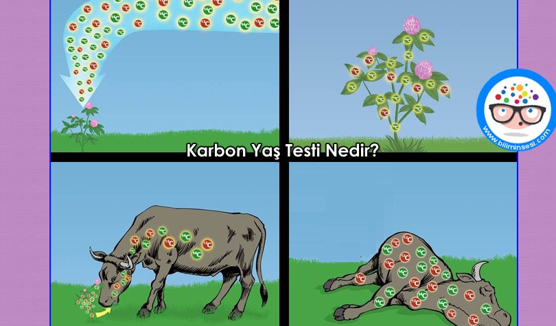 Karbon-Yas-Testi-nedir