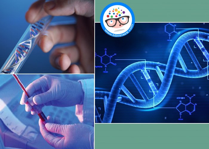 DNA Testi Nedir-Nasil Yaplır-Kullanim Alanlari Nelerdir