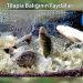 Tilapia Balığının Faydaları
